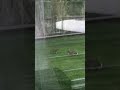 Two rabbits having territorial battle in my back yard.