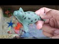 cute animal collection,koi fish,ranchu,redfin,turtle,starfish,walrus,crab, stingray,seahorse,octopus