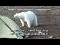 Electric Fence vs Wildlife, Bears, and Polar Bears