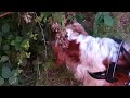 Dog eating blackberries