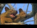 My Favorite Animal - Fossa Fouche (cryptoprocta ferox)