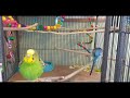 🎶💌Sunday Budgie/Parakeets Family Happy life 🎶💌Petunia mom, Hercules dad, Sunny son.