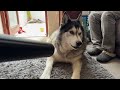 Husky Complains To Nan About Me & PERFECTLY  Says “NO I WON’T”!