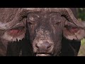 The champions of the savannah - Wild animal documentary - nature - HD