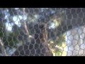 Superb Lyrebird imitating construction work - Adelaide Zoo