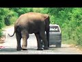 God Defeated The Wild Elephant - elephant attack on a cab carrying an idol of God