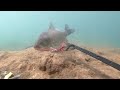 【水中映像】吸い込み仕掛けにかかる魚の様子を完全収録