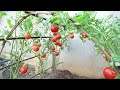 Tomatoes grow fast and have many fruits if you grow this method | Growing tomatoes from seeds