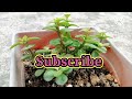 How to grow And Care Jade plant,best fertilizer for jade plant/Money plant.जेड को तेज़ी से बढ़ाए।