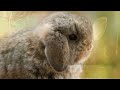 Rabbit Life: Amazing Facts and Adorable Moments!