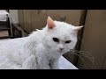 #cats happy moments | #youtube cats happy moments | #pet #cat #funnycats #cutecat #cute #bollywood