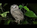 領角鴞 scops owl