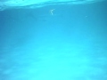 Dolphins off the Bahamas