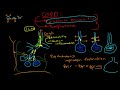 Pathophysiology of COPD