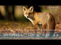 Red Fox Sounds & Call - The screams of a Red Fox calling at night