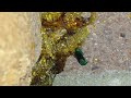 Coockoo Wasp ( Chysididea) laying eggs