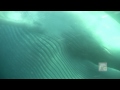 BLUE WHALES SWIM UNDER BOAT!  EYE CONTACT!! Dana Point California 10.20.11