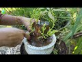 Great idea : grafting mango tree from cutting to get more fruit  Growing mango tree