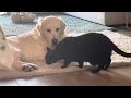 Golden Retriever And Black Cat