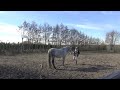 'Magic connection' or just some interaction in between horse and human