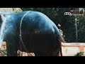 മയക്കുവെടി കൊണ്ട വണ്ടികുത്തി മോഹനൻ നടത്തിയ ക്രൂരമായ കൊലപാതകം | mayakku vedi Part 2 | Elephant video