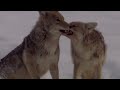 Predator Vs Underdog: The Coyotes Fighting Against Deadly Attacks | Yellowstone Documentary
