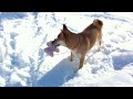 shiba playing in the snow