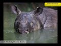 Javan rhinoceros: Rarest rhino species