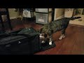 X-ZONE PET Soft-Sided Pet Carrier for Cats & Dogs (Medium) Unboxing