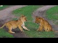 Baby Animals 4K - Amazing World Of Young Animals | Scenic Relaxation Film