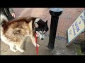 Dog walks around telling people he Loves them | Cutest Video