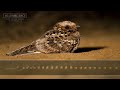 Fiery-necked Nightjar Call & Sounds - An iconic night sound of the African bush.