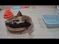 Guilty Dog and cat is so funny😻🐈Try Not to Laugh😁2024
