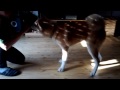 Ayu - Akita Inu (5months old) playing with her new favourite toy