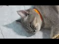 Funny Cat Video Compilation 😹 World's Funniest Cat Videos 😂Funny Cat Videos Try Not To Laugh😺
