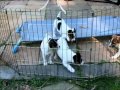 Puppies in their pen