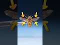 This Insect Is a Wasp Imposter