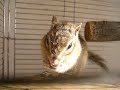 おやつを食べるシマリス。