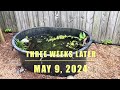 Tub Pond Update - More Ricefish