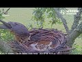 Dorset Hobby | Hobby mom arrive with prey for breakfast feeding | July 8, 2024