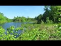 Exploring a beaver dam. Vermont, 2024.