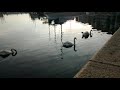 Swans swimming past