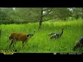 Turkey, deer, fawns, in summer mode