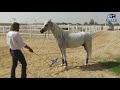Horses that Bite - How to Fix Anything With Horses presented by Elite Horsemanship