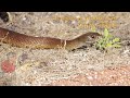 Dugite Snakes, Yellagonga Regional Park, Perth, Western Australia.