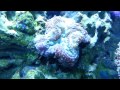 75G Mixed Reef Update and new corals - 05OCT13