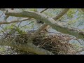 White-bellied Sea Eagle vs Osprey in 4k slowmotion. GH5s 240fps