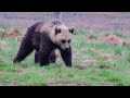 Bears at Taiga Bear Kuusamo