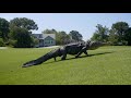 The Alligators taking over America's golf courses - BBC