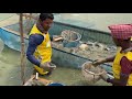 Monosex Tilapia Fish Eggs Breeding farm Production House